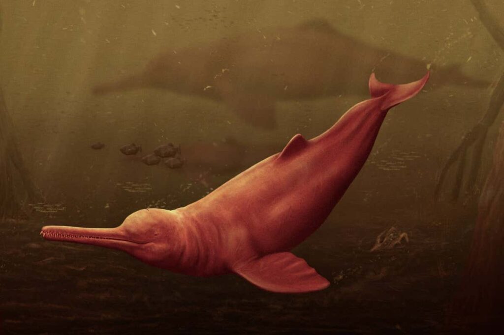 Extinct freshwater dolphin from the Amazon was largest of all time – Fromer Media Group